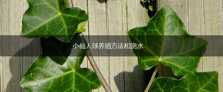 小仙人球养殖方法和浇水,第1张