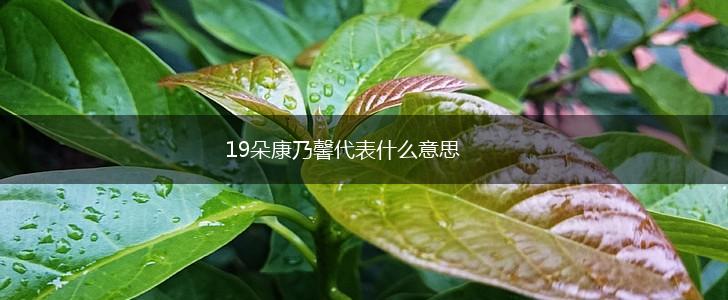 19朵康乃馨代表什么意思,第1张