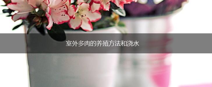 室外多肉的养殖方法和浇水,第1张