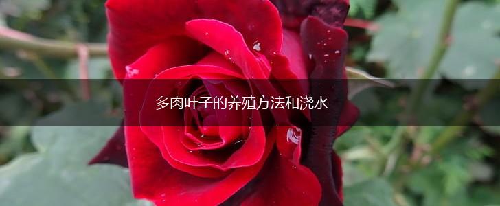 多肉叶子的养殖方法和浇水,第1张