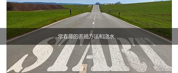 常春藤的养殖方法和浇水,第1张