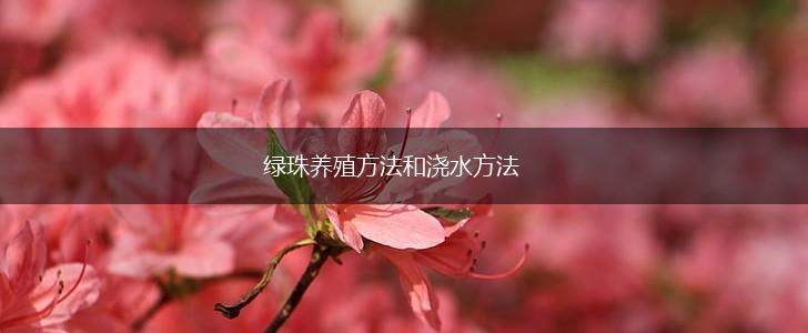 绿珠养殖方法和浇水方法,第1张