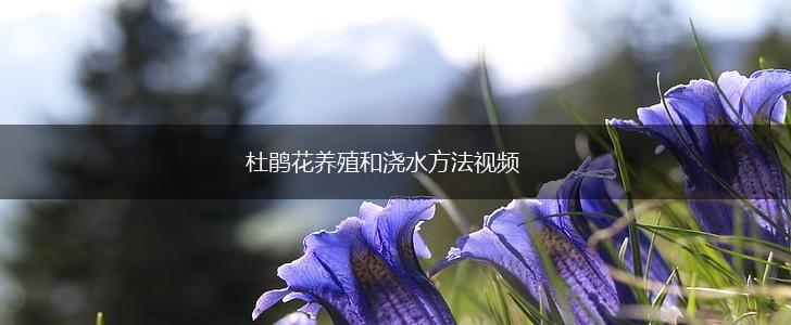 杜鹃花养殖和浇水方法视频,第1张