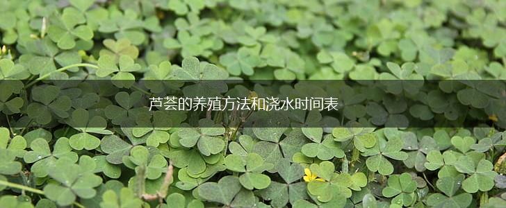 芦荟的养殖方法和浇水时间表,第1张