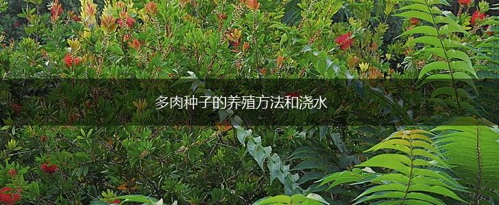 多肉种子的养殖方法和浇水,第1张