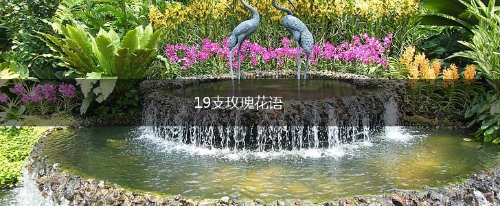 19支玫瑰花语,第1张