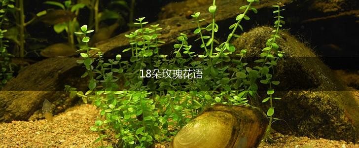 18朵玫瑰花语,第1张
