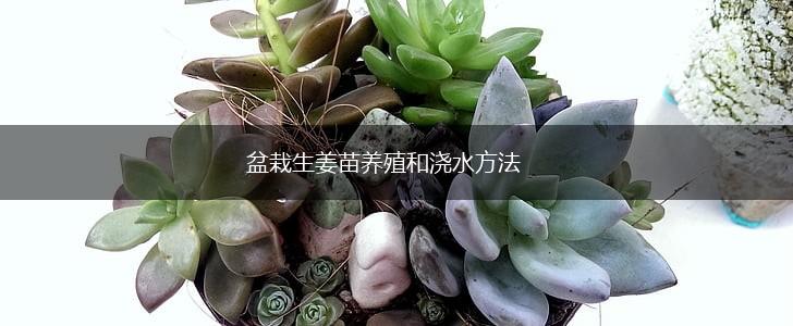 盆栽生姜苗养殖和浇水方法,第1张