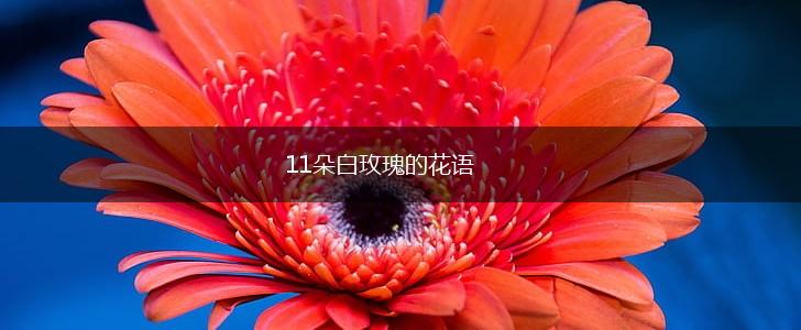 11朵白玫瑰的花语,第1张
