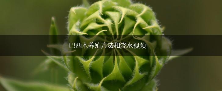 巴西木养殖方法和浇水视频,第1张