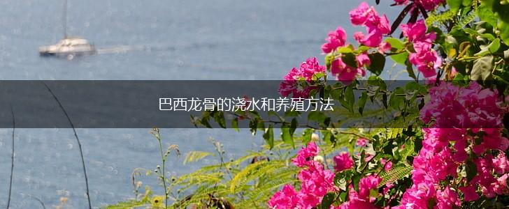 巴西龙骨的浇水和养殖方法,第1张