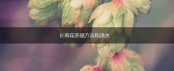长寿花养殖方法和浇水,第1张
