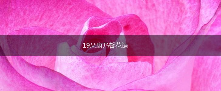 19朵康乃馨花语,第1张