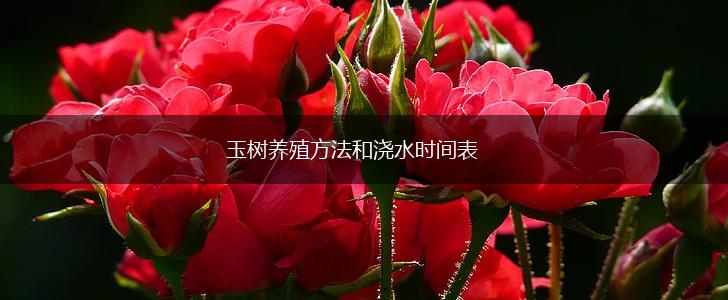玉树养殖方法和浇水时间表,第1张