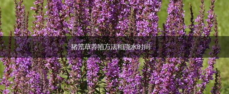 猪笼草养殖方法和浇水时间,第1张