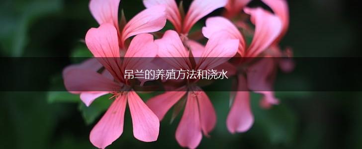 吊兰的养殖方法和浇水,第1张