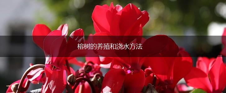 榕树的养殖和浇水方法,第1张