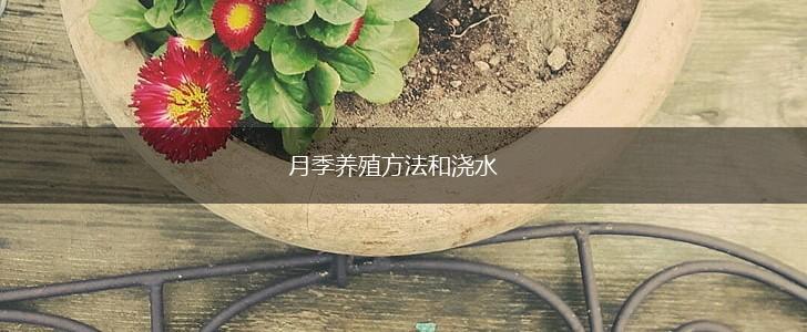月季养殖方法和浇水,第1张