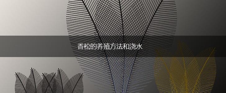 香松的养殖方法和浇水,第1张