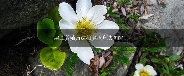 吊兰养殖方法和浇水方法图解,第1张