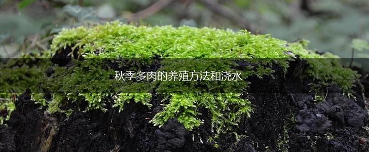 秋季多肉的养殖方法和浇水,第1张