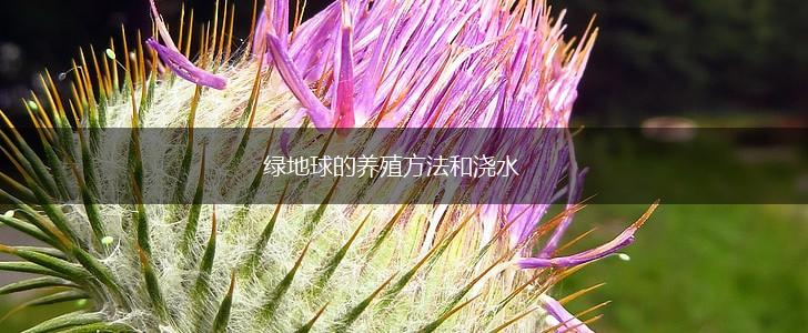 绿地球的养殖方法和浇水,第1张