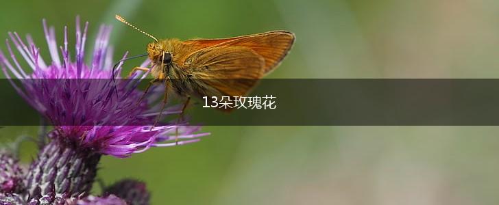 13朵玫瑰花,第1张