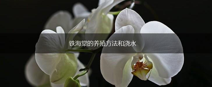 铁海棠的养殖方法和浇水,第1张