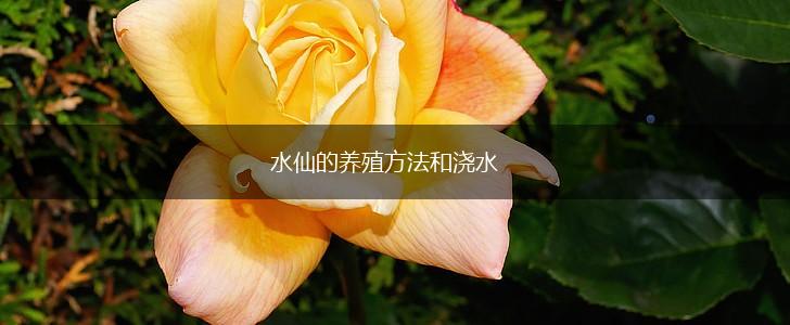 水仙的养殖方法和浇水,第1张