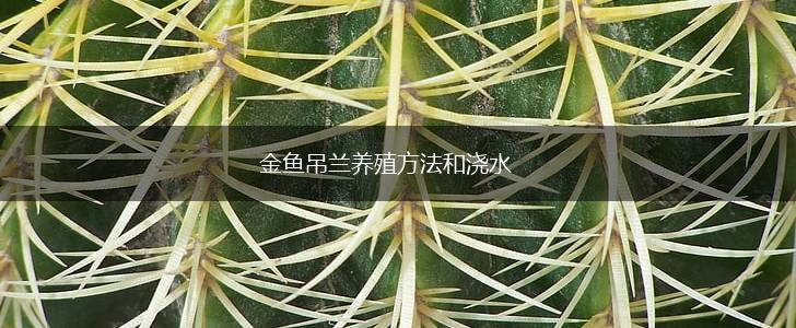 金鱼吊兰养殖方法和浇水,第1张