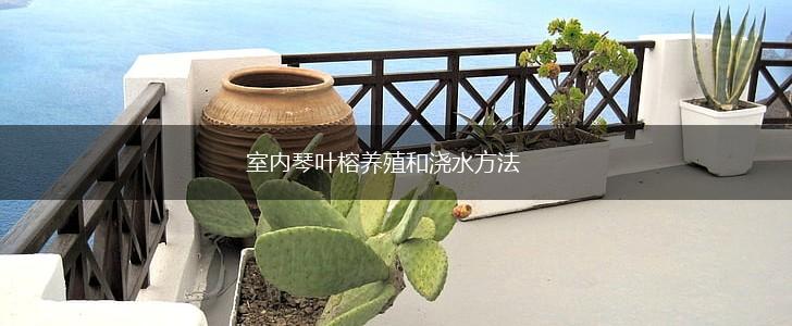 室内琴叶榕养殖和浇水方法,第1张