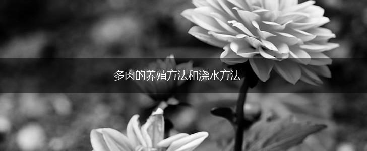 多肉的养殖方法和浇水方法,第1张