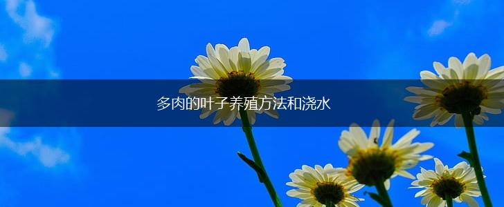 多肉的叶子养殖方法和浇水,第1张