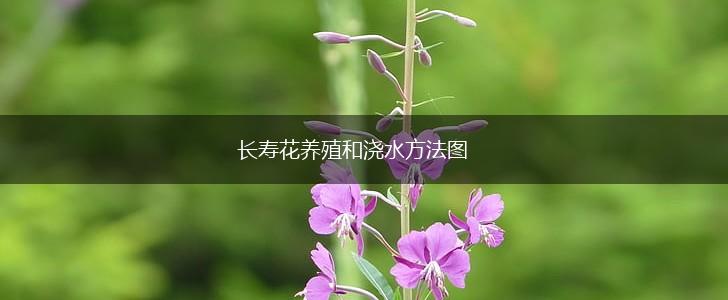 长寿花养殖和浇水方法图,第1张
