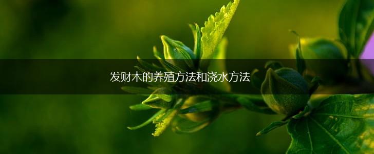 发财木的养殖方法和浇水方法,第1张