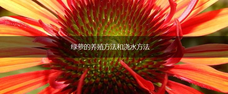 绿萝的养殖方法和浇水方法,第1张