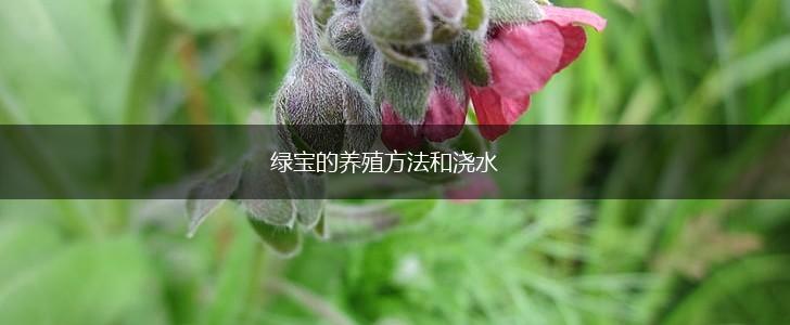 绿宝的养殖方法和浇水,第1张