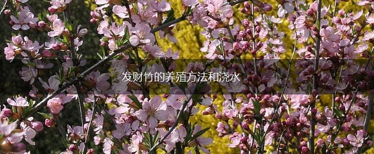 发财竹的养殖方法和浇水,第1张