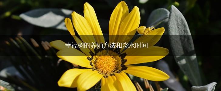 幸福树的养殖方法和浇水时间,第1张
