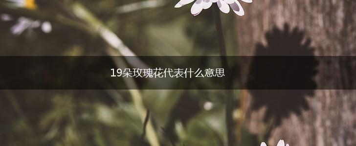 19朵玫瑰花代表什么意思,第1张