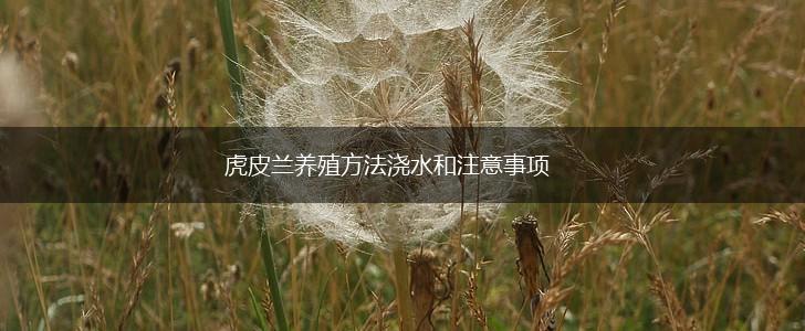 虎皮兰养殖方法浇水和注意事项,第1张