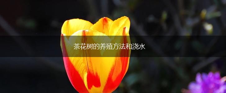茶花树的养殖方法和浇水,第1张