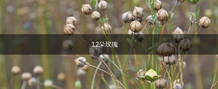 12朵玫瑰,第1张