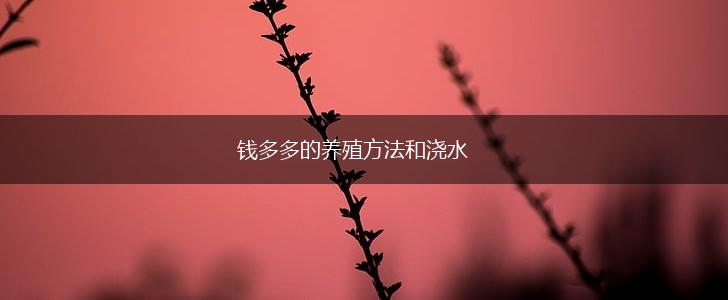 钱多多的养殖方法和浇水,第1张