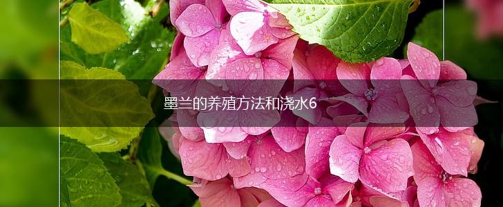 墨兰的养殖方法和浇水6,第1张
