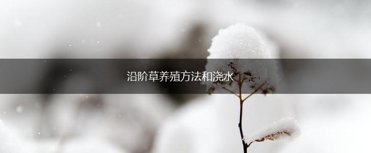 沿阶草养殖方法和浇水,第1张