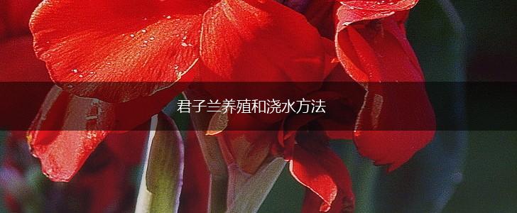 君子兰养殖和浇水方法,第1张