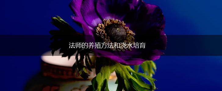 法师的养殖方法和浇水培育,第1张