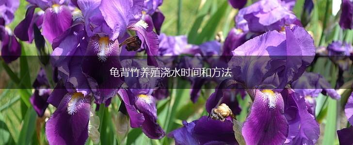 龟背竹养殖浇水时间和方法,第1张