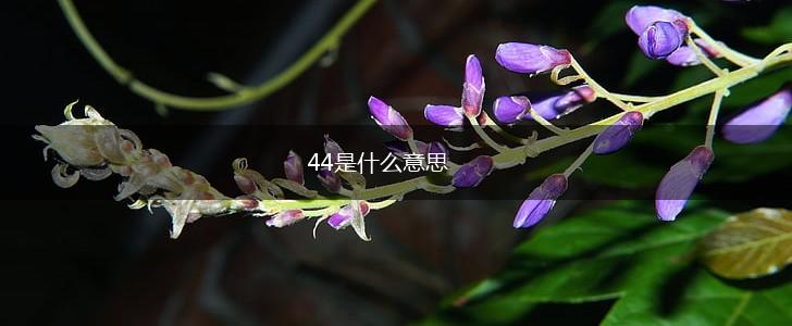 44是什么意思,第1张